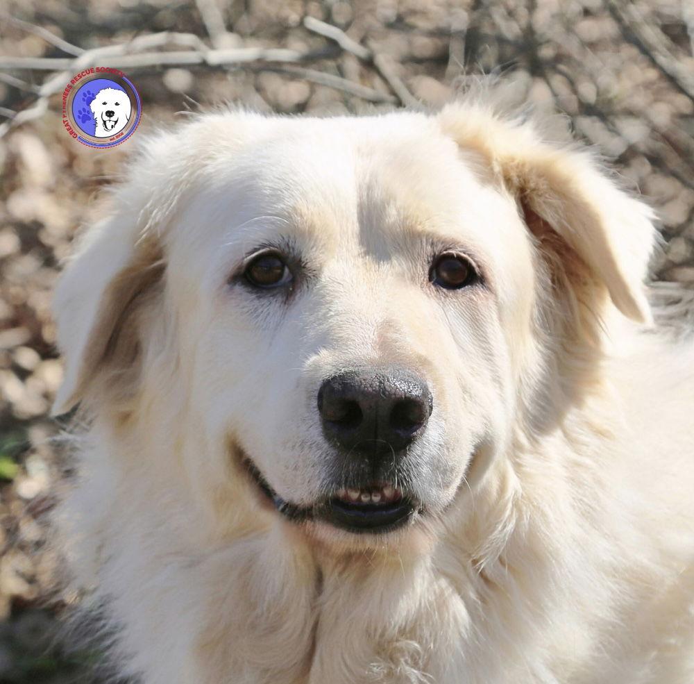 Madison, a Adoptable Great Pyrenees in Eugene, OR image 1/6