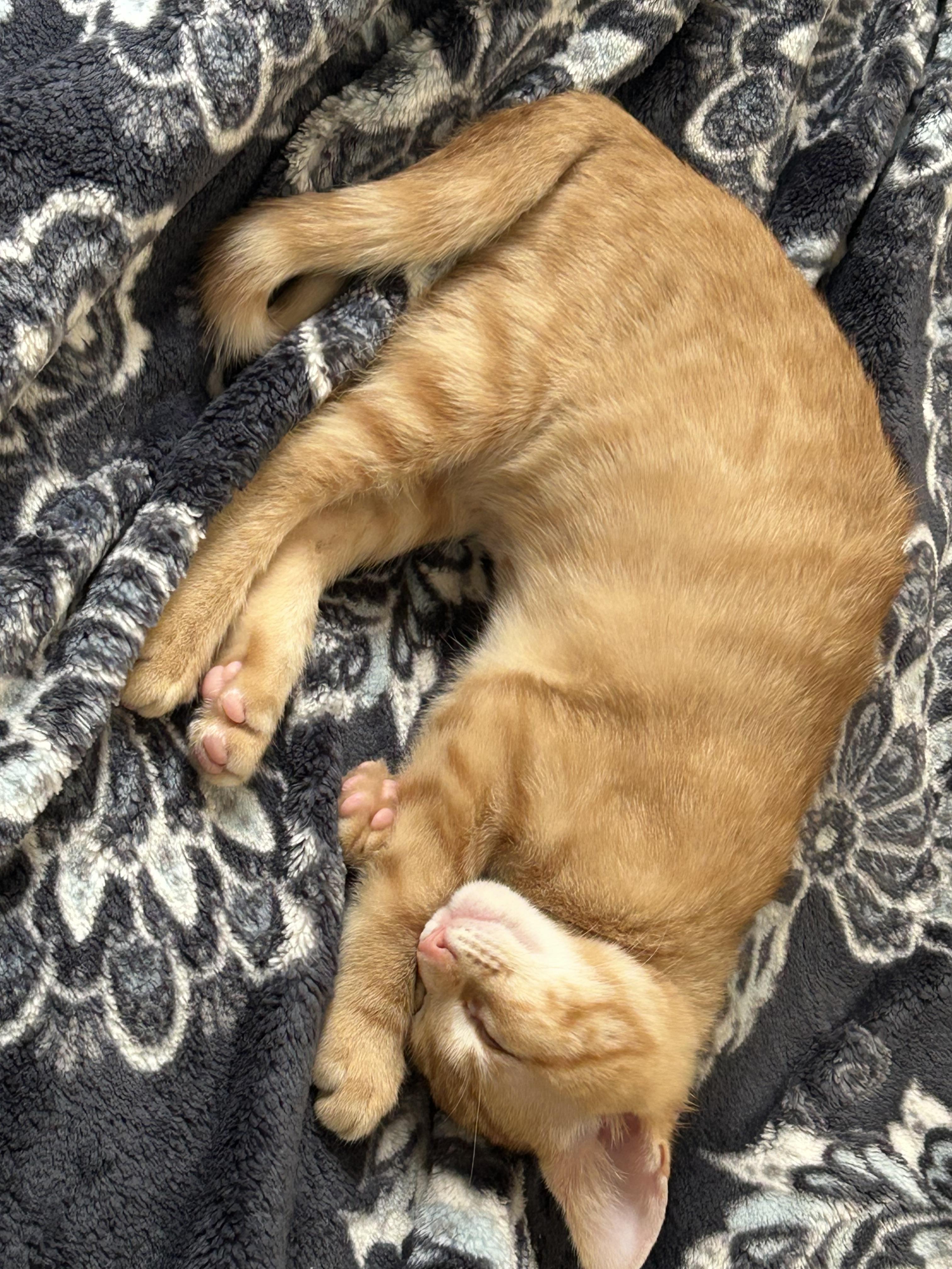 Enlarge The Kit(ten)Nappers!, a Adoptable Domestic Short Hair in Houston, TX image 5/6