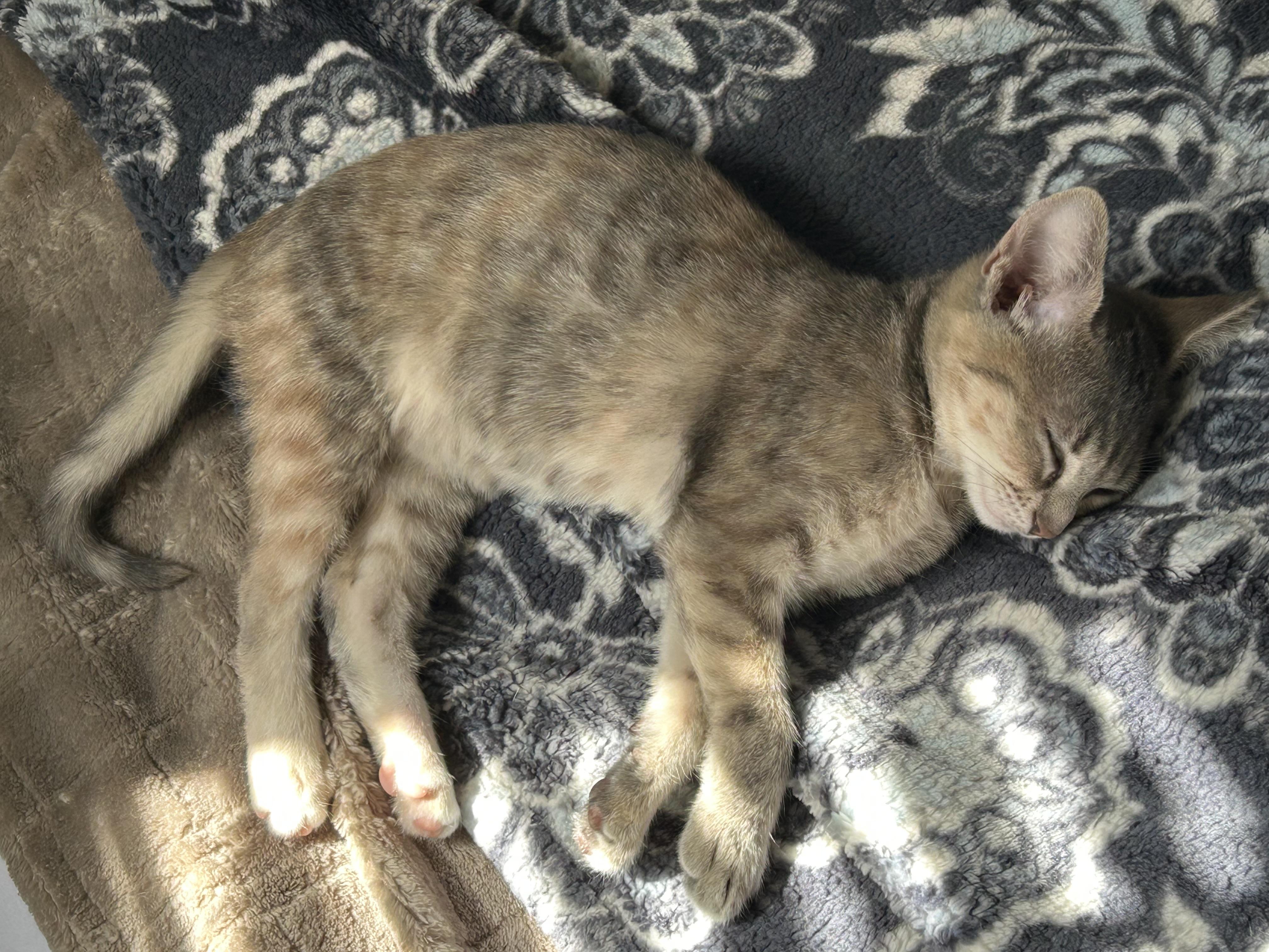 Enlarge The Kit(ten)Nappers!, a Adoptable Domestic Short Hair in Houston, TX image 4/6