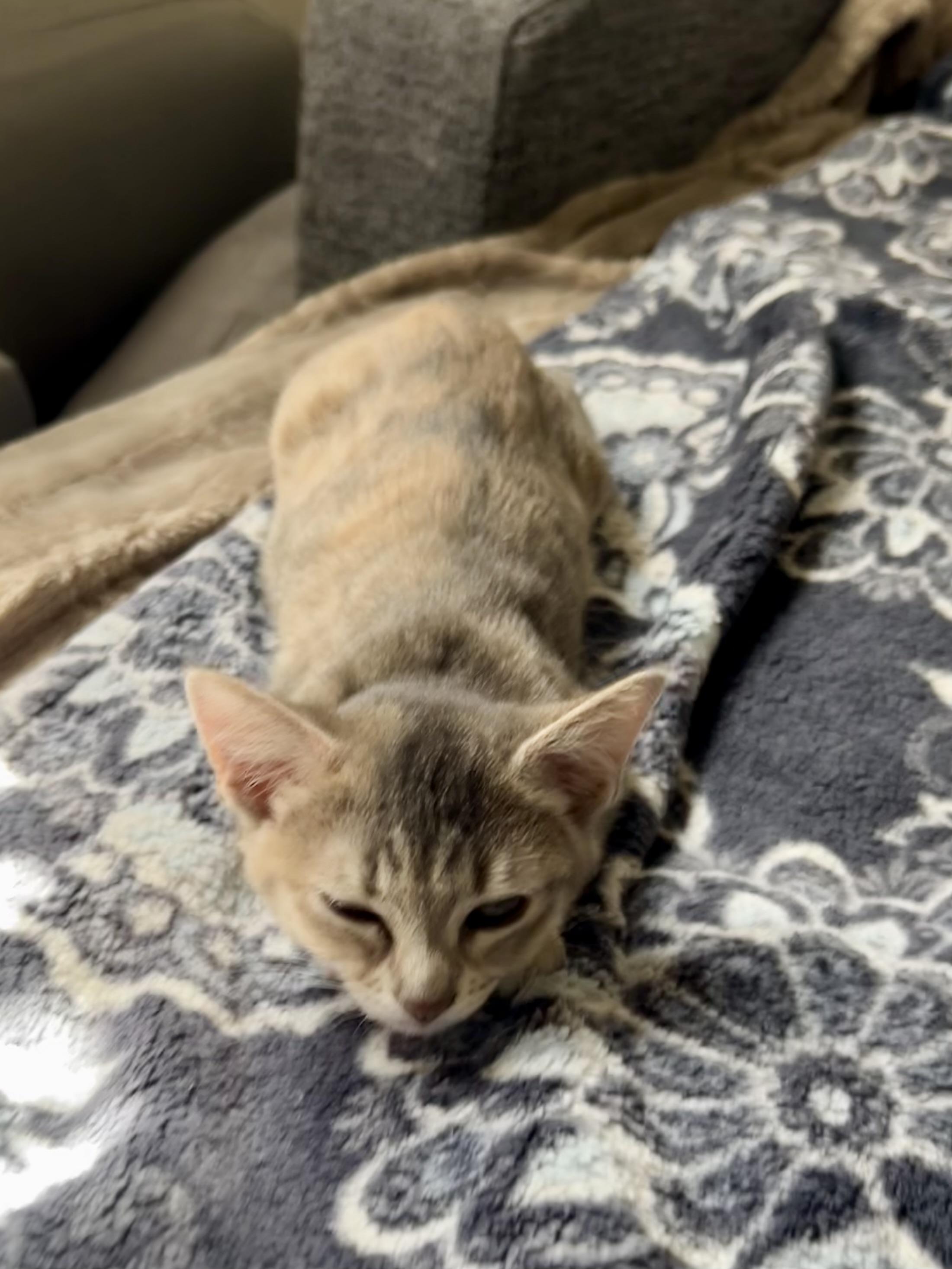 Enlarge The Kit(ten)Nappers!, a Adoptable Domestic Short Hair in Houston, TX image 3/6