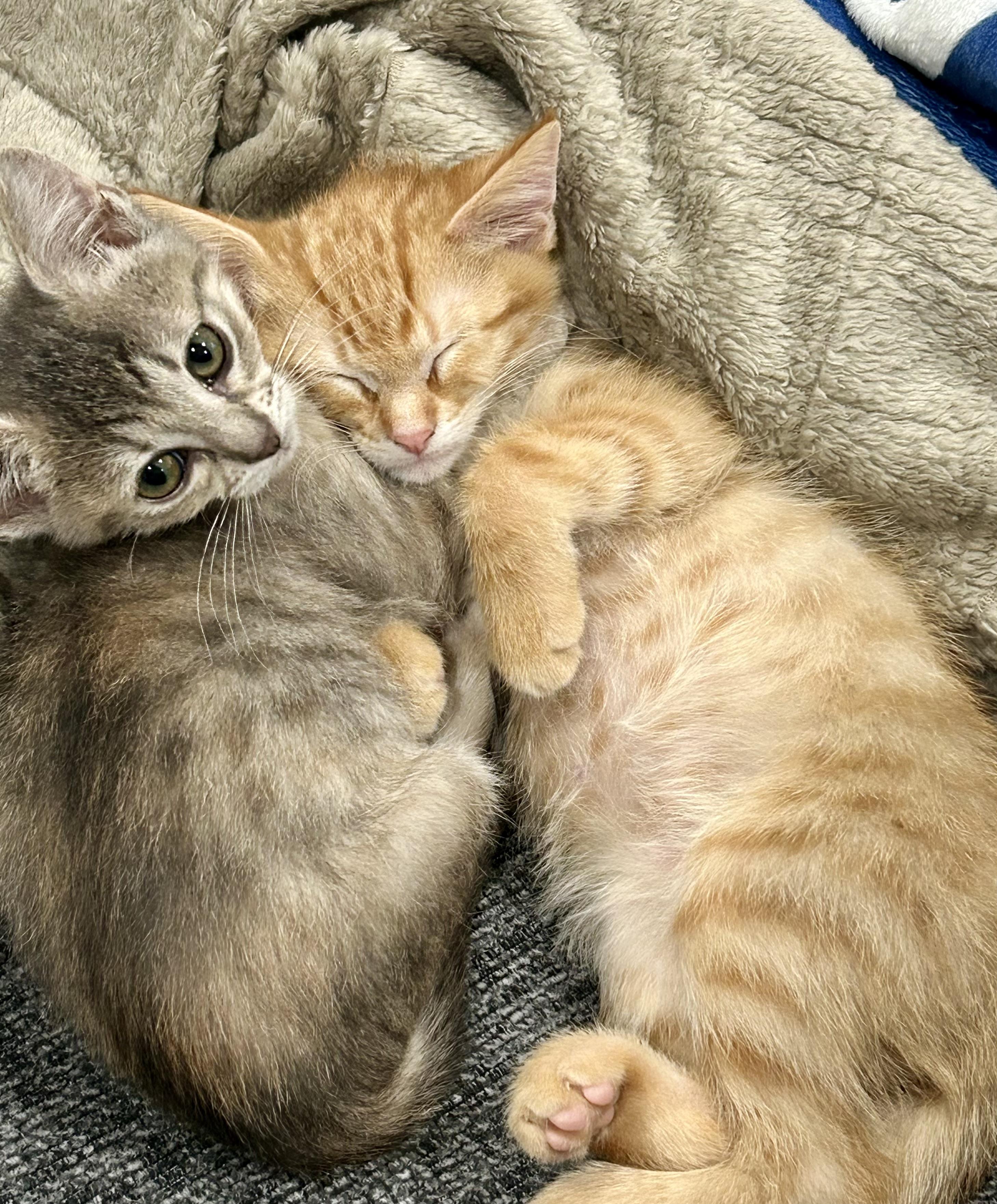 The Kit(ten)Nappers!, Adoptable, Kitten Male Domestic Short Hair.