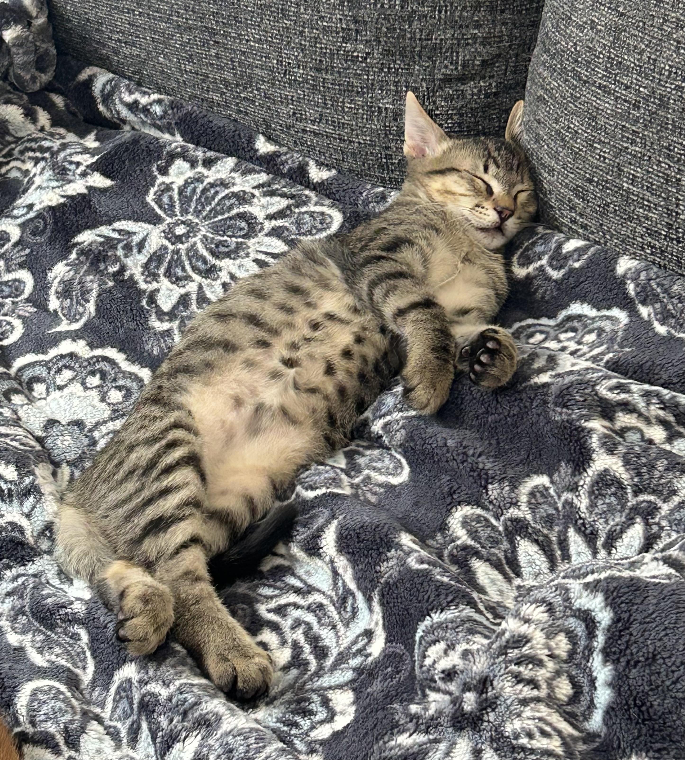 Enlarge The Kit(ten)Nappers!, a Adoptable Domestic Short Hair in Houston, TX image 6/6