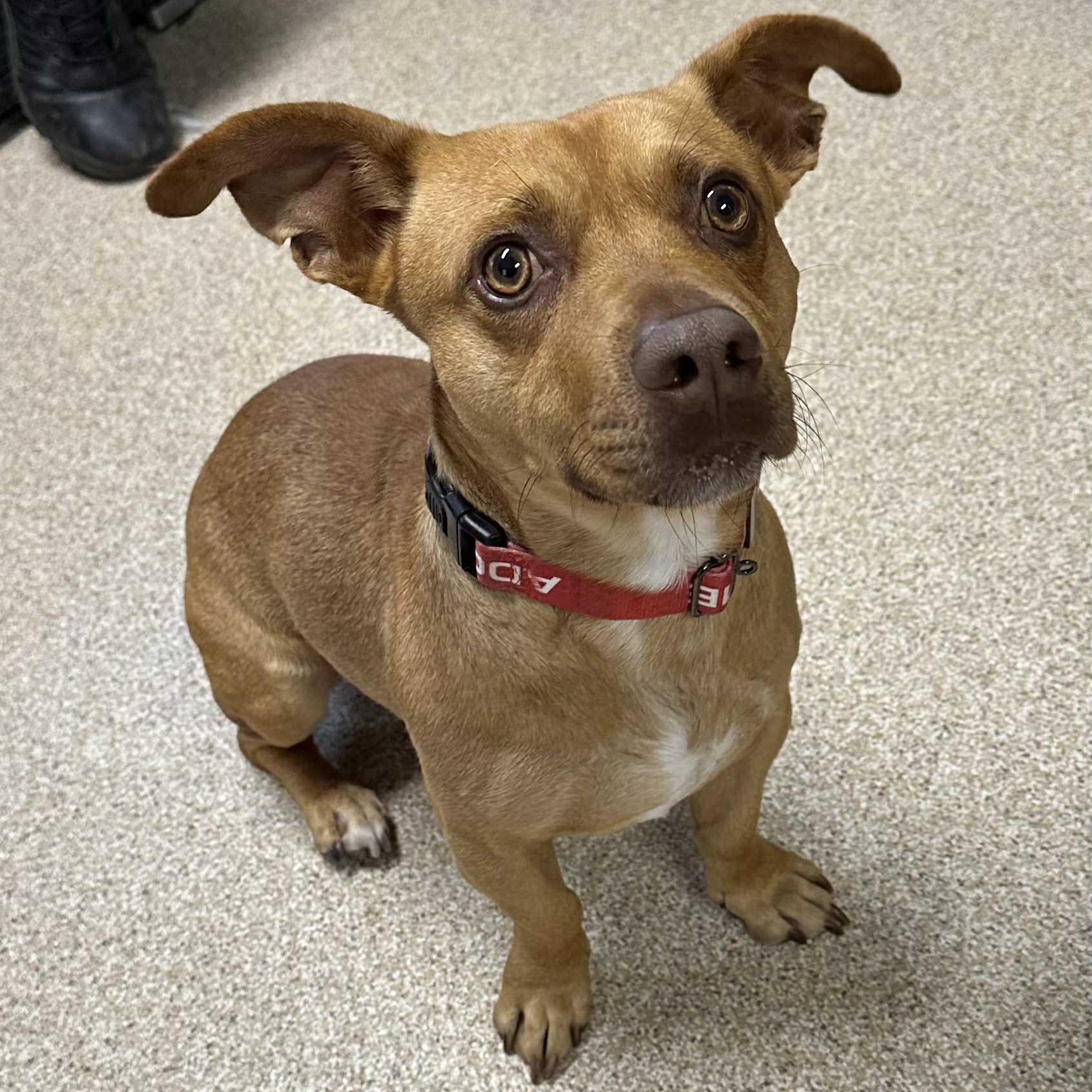 Tino, an adoptable mixed breed in Sunderland, MD image 1/5