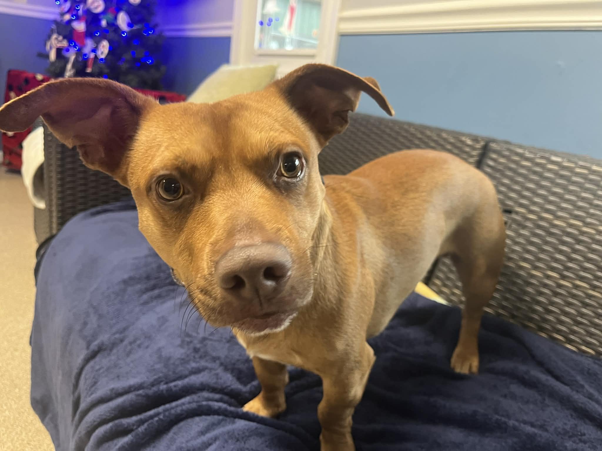 Tino, an adoptable mixed breed in Sunderland, MD image 2/5