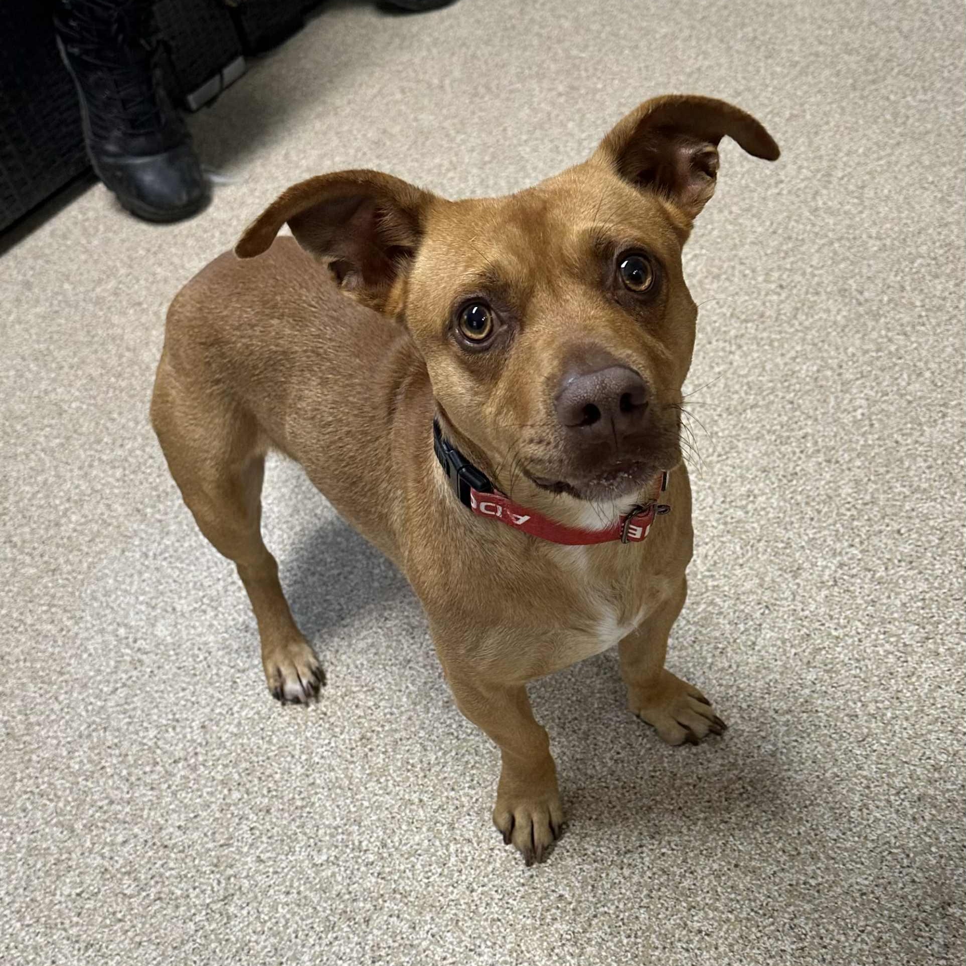 Tino, an adoptable mixed breed in Sunderland, MD image 3/5