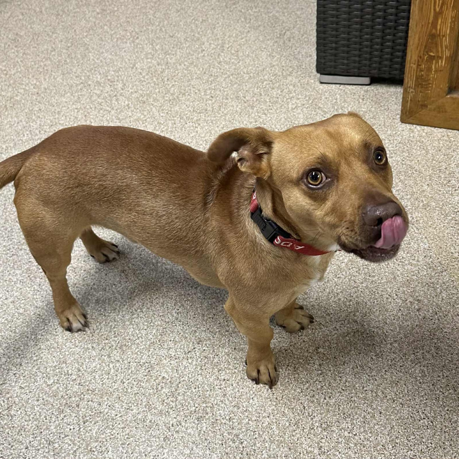 Tino, an adoptable mixed breed in Sunderland, MD image 4/5