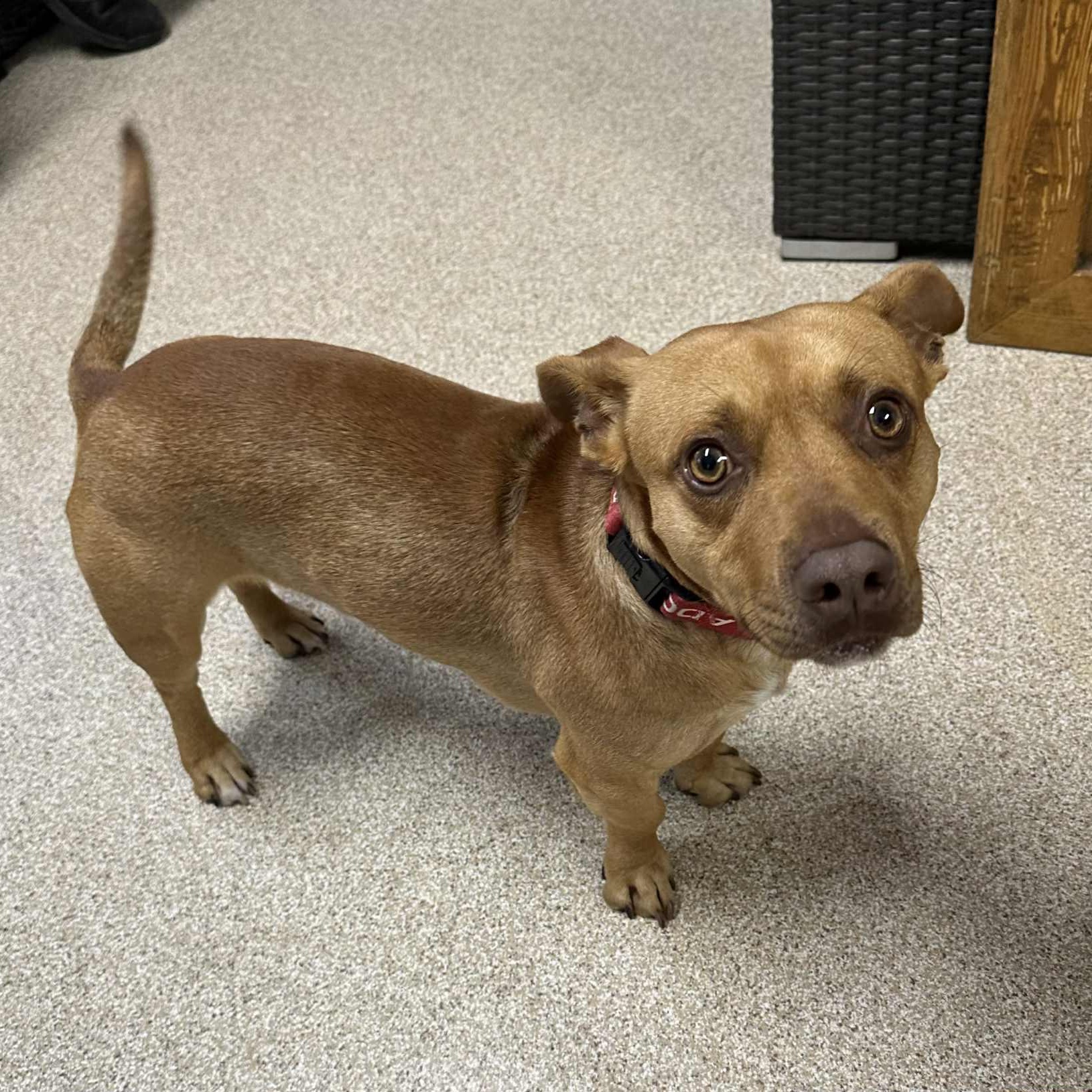 Tino, an adoptable mixed breed in Sunderland, MD image 5/5