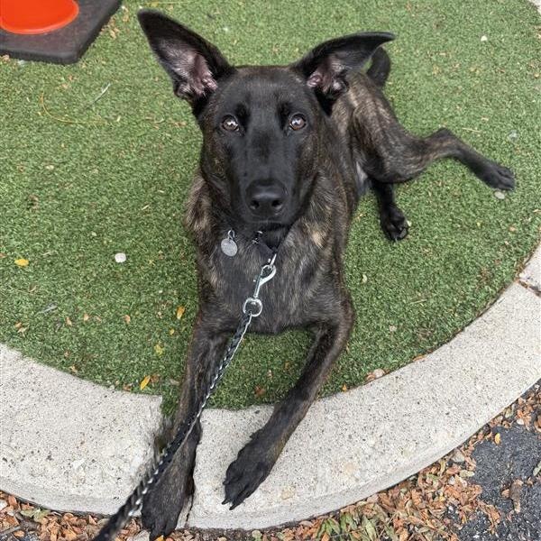 Enlarge Cherub, a Adoptable mixed breed in Chicago, IL image 4/4