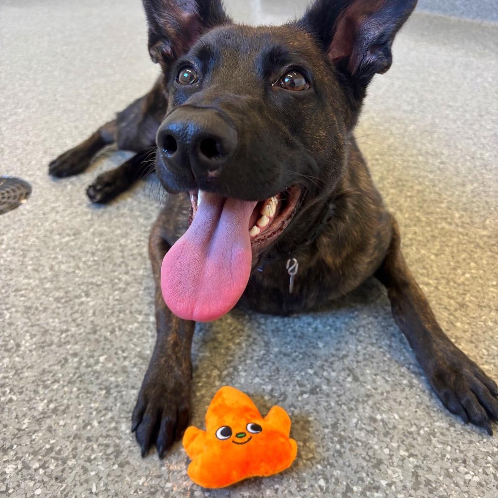 Enlarge Cherub, a Adoptable mixed breed in Chicago, IL image 3/4
