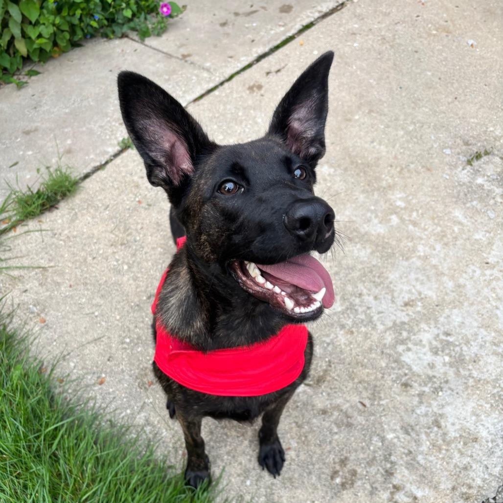 Enlarge Cherub, a Adoptable mixed breed in Chicago, IL image 2/4