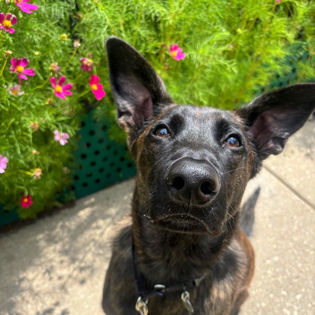 Enlarge Cherub, a Adoptable mixed breed in Chicago, IL image 1/4