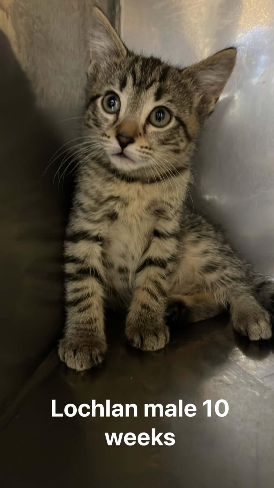 Lochlan, ADOPTABLE, Kitten Male Domestic Short Hair.