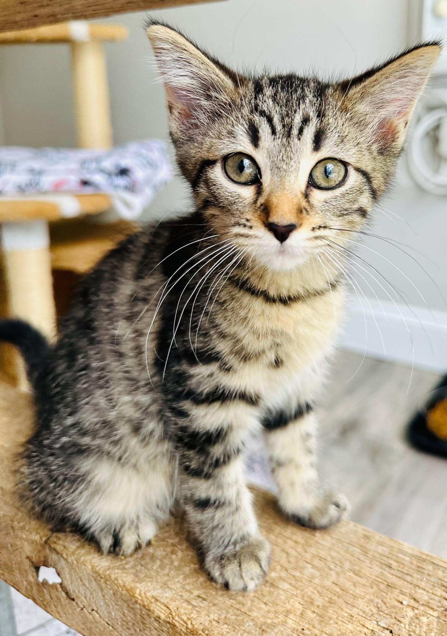 Enlarge Lochlan, a ADOPTABLE Domestic Medium Hair in Fort Payne, AL image 2/2