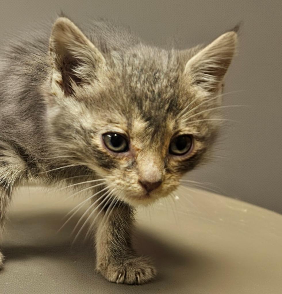Enlarge Michelangelo, a Adoptable mixed breed in Vineland, NJ image 1/2