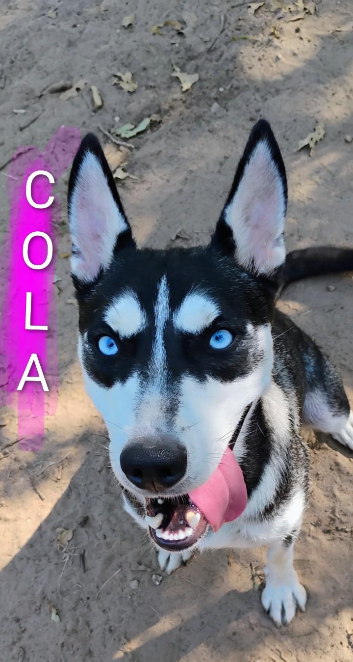 COLA, Adoptable, Young Female Husky.