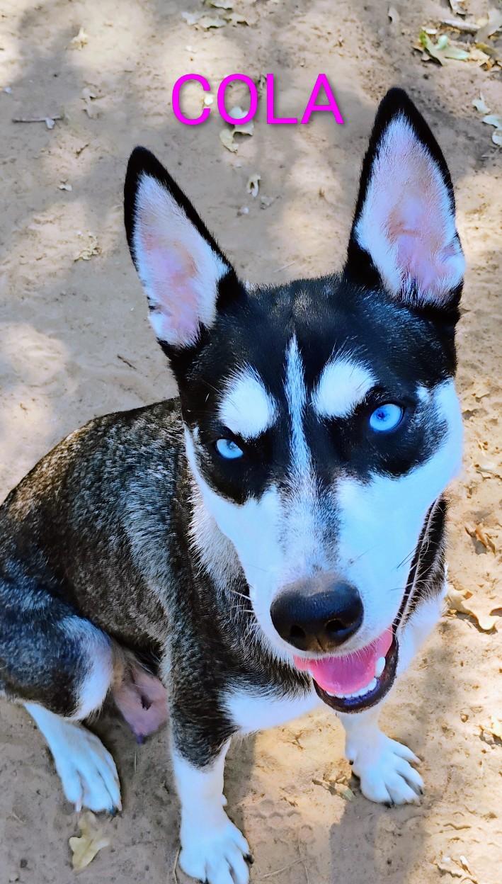 COLA, a Adoptable mixed breed in Saint Jo, TX image 2/2