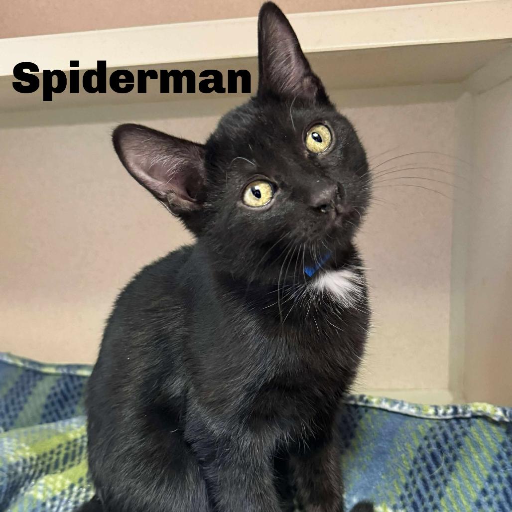 Spiderman 250844, Adoptable, Kitten Male Domestic Short Hair.