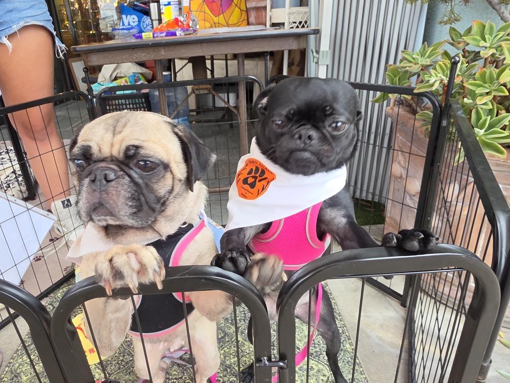 Nova *FOSTER / FOSTER -TO-ADOPT* photo
