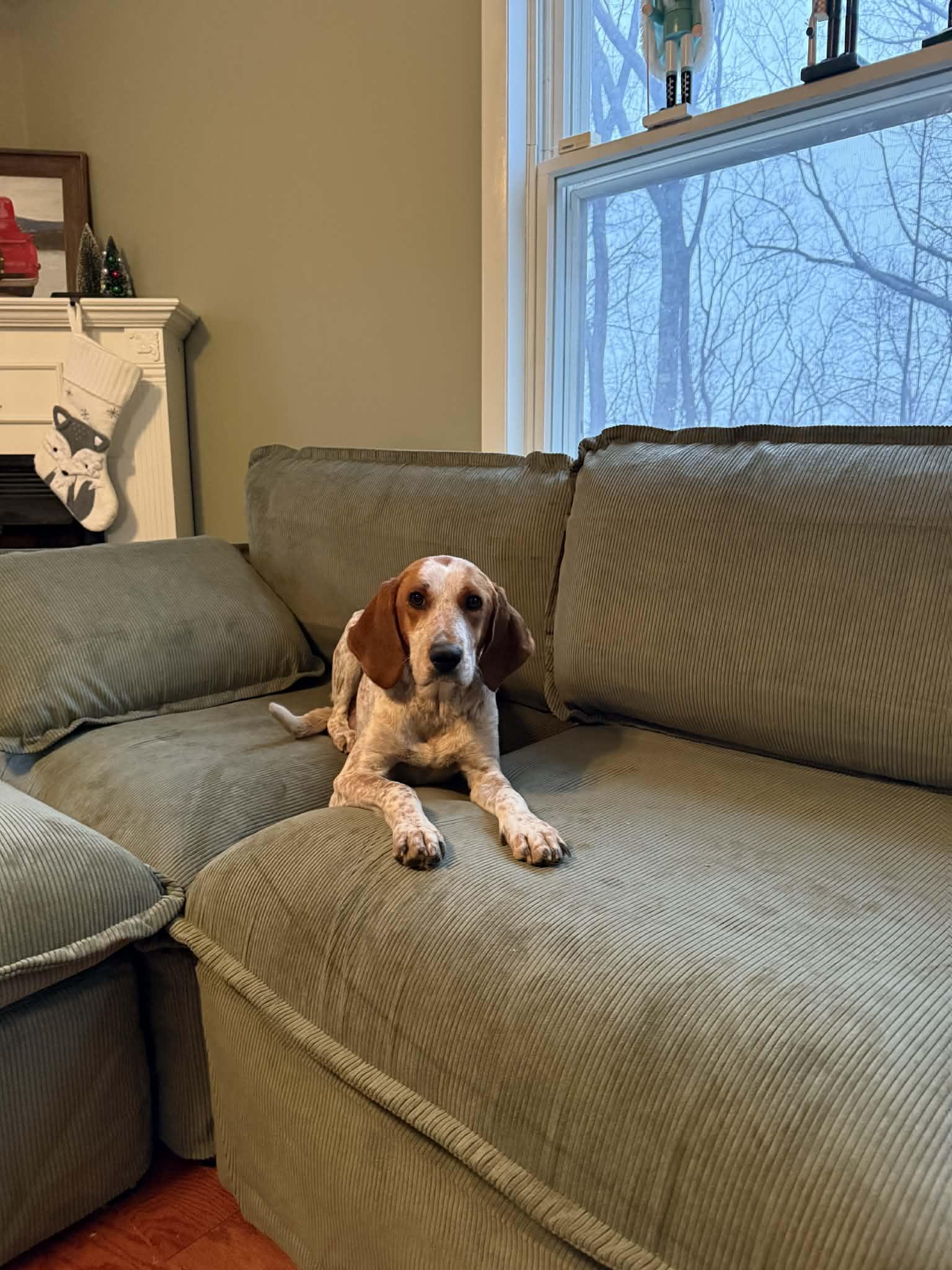 Gracie, ADOPTABLE, Adult Female English Coonhound.