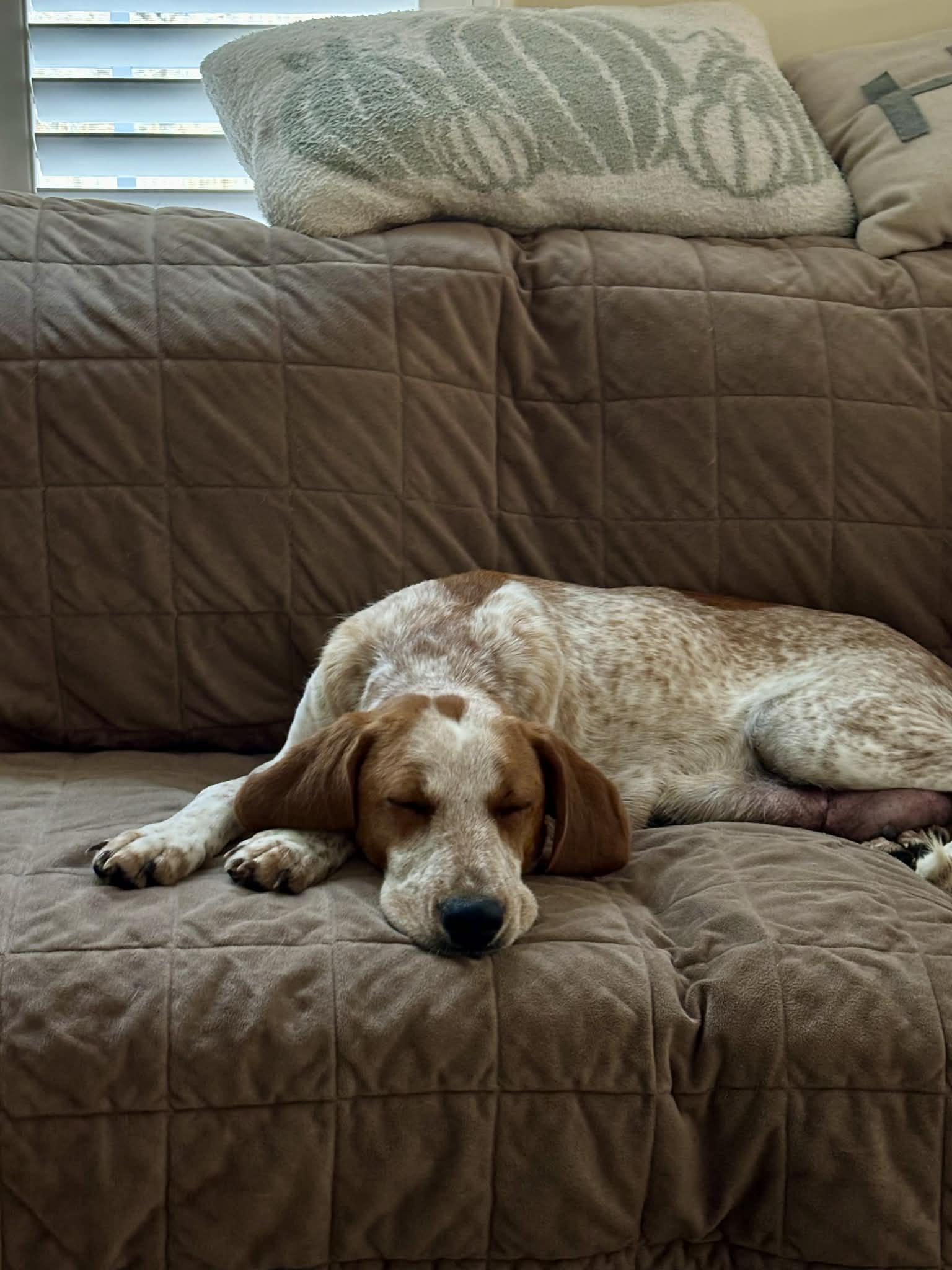 Enlarge Gracie, a ADOPTABLE English Coonhound in HONEY BROOK, PA image 3/5