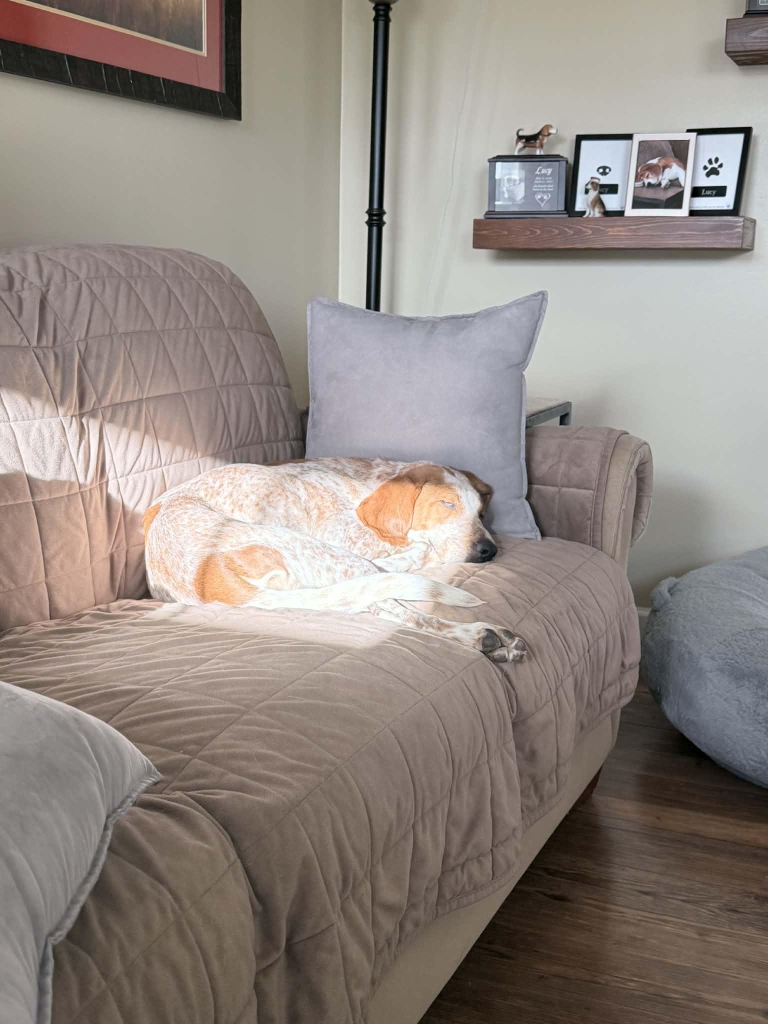 Enlarge Gracie, a ADOPTABLE English Coonhound in HONEY BROOK, PA image 2/5