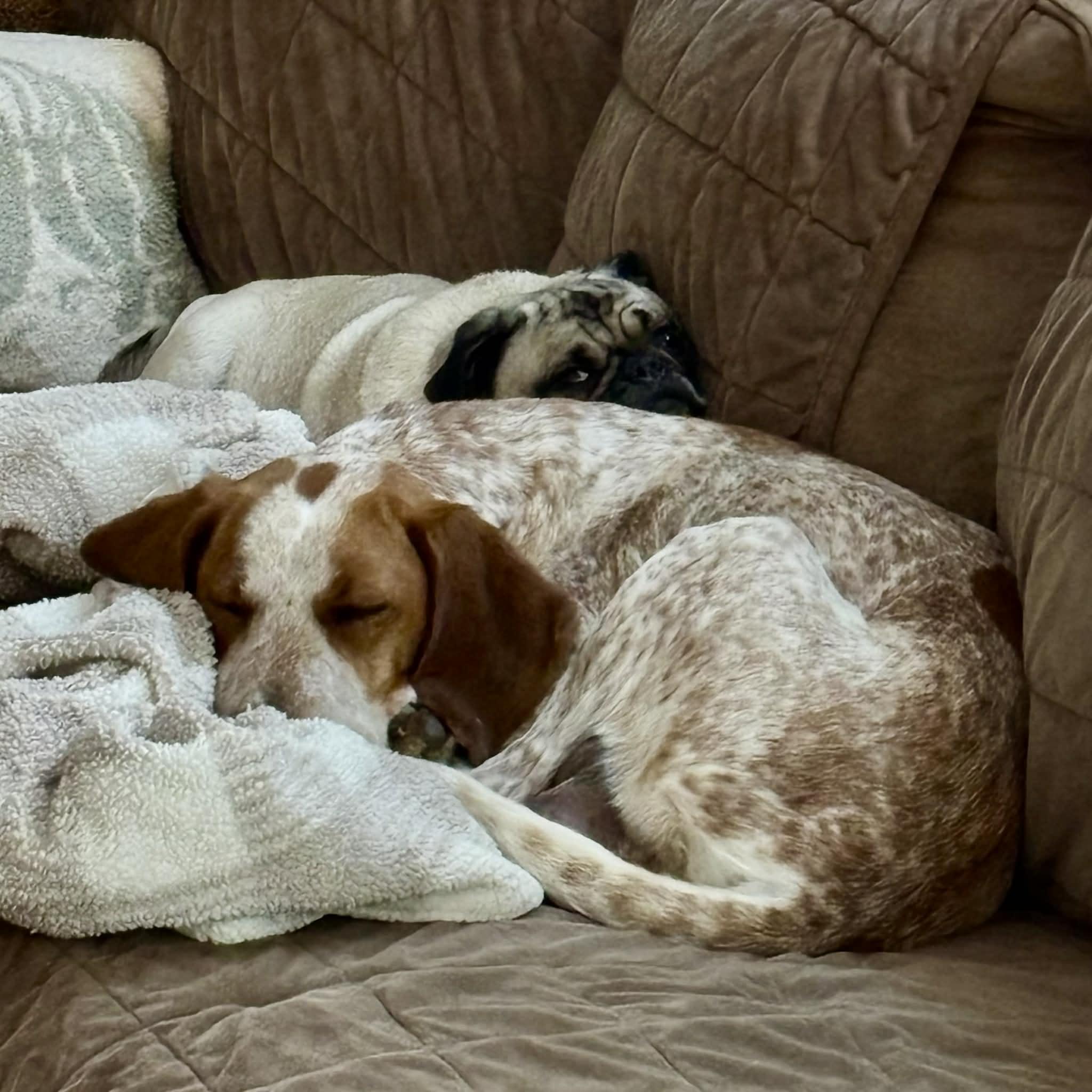 Enlarge Gracie, a ADOPTABLE English Coonhound in HONEY BROOK, PA image 5/5