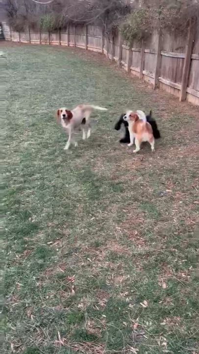 Enlarge Gracie, a ADOPTABLE English Coonhound in HONEY BROOK, PA video 4/5