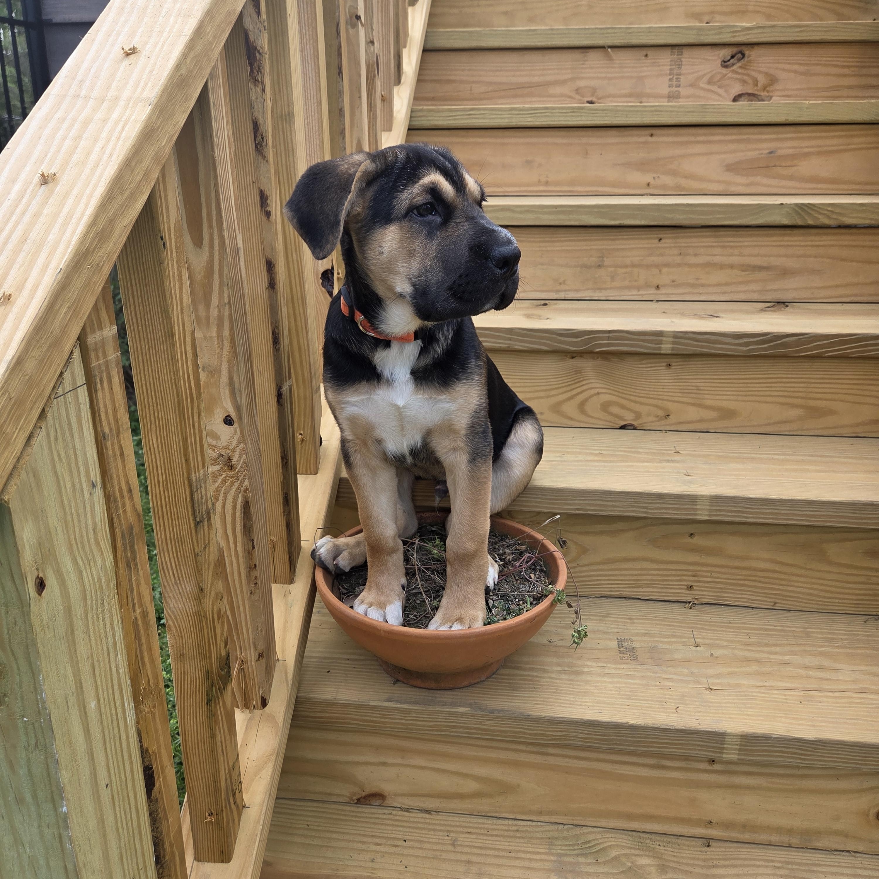 Rosco, Adoptable, Young Male Shar-Pei & Bloodhound.