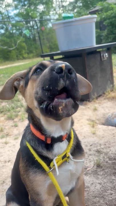 Enlarge Rosco, a Adoptable mixed breed in PENSACOLA, FL video 2/3