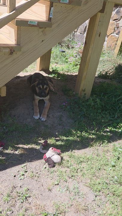 Enlarge Rosco, a Adoptable mixed breed in PENSACOLA, FL video 3/3