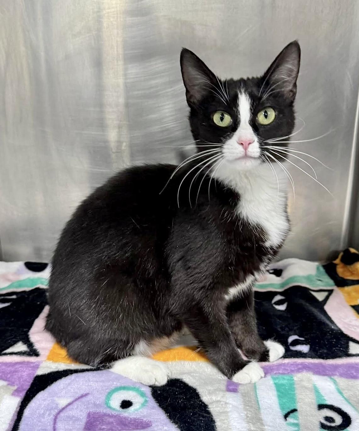 PIPPA, Adoptable, Young Female Domestic Short Hair.