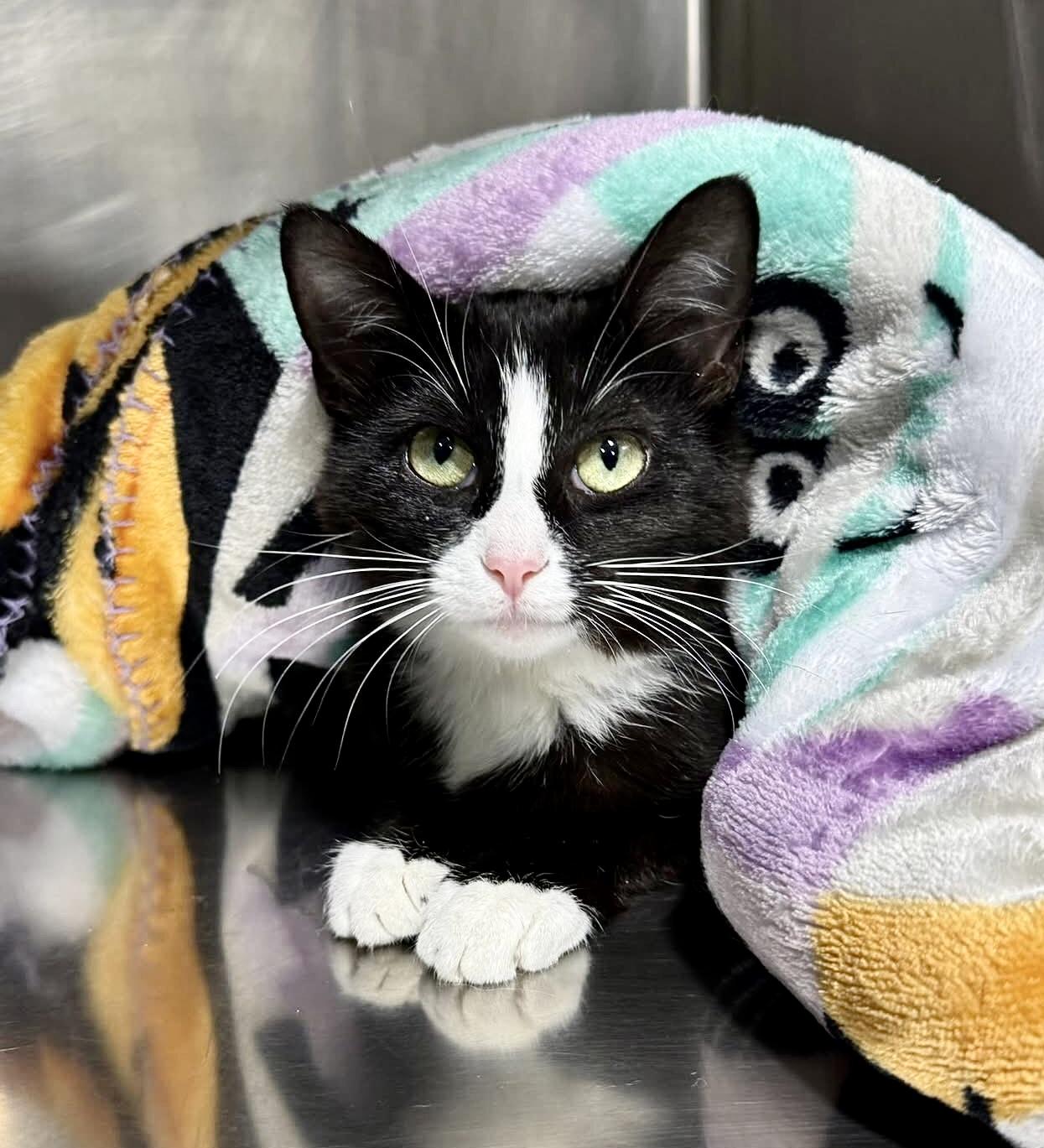 PIPPA, a Adoptable mixed breed in Beechbottom, WV image 4/4