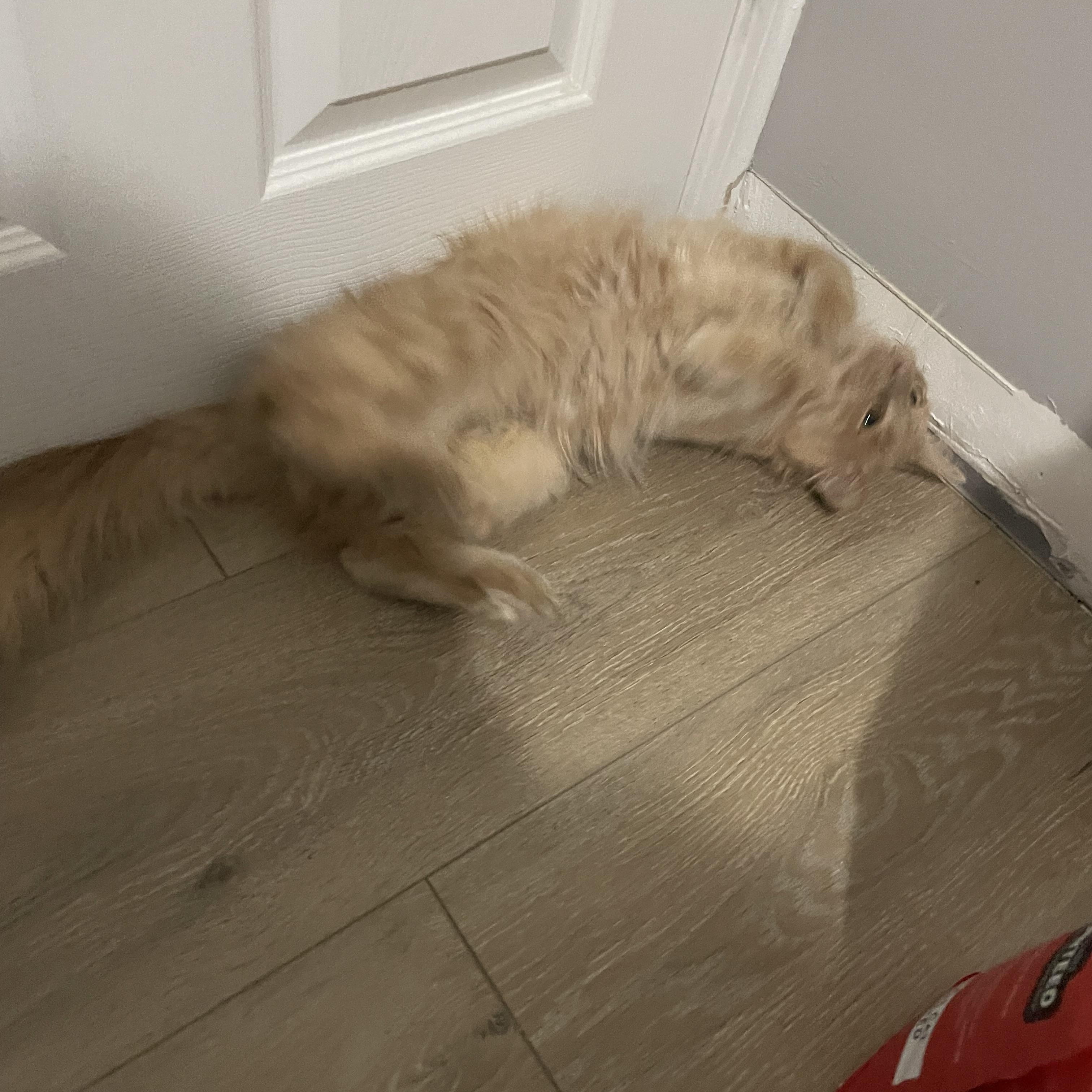 Enlarge Beaker, an adopted Domestic Medium Hair in Douglas, MA image 5/6