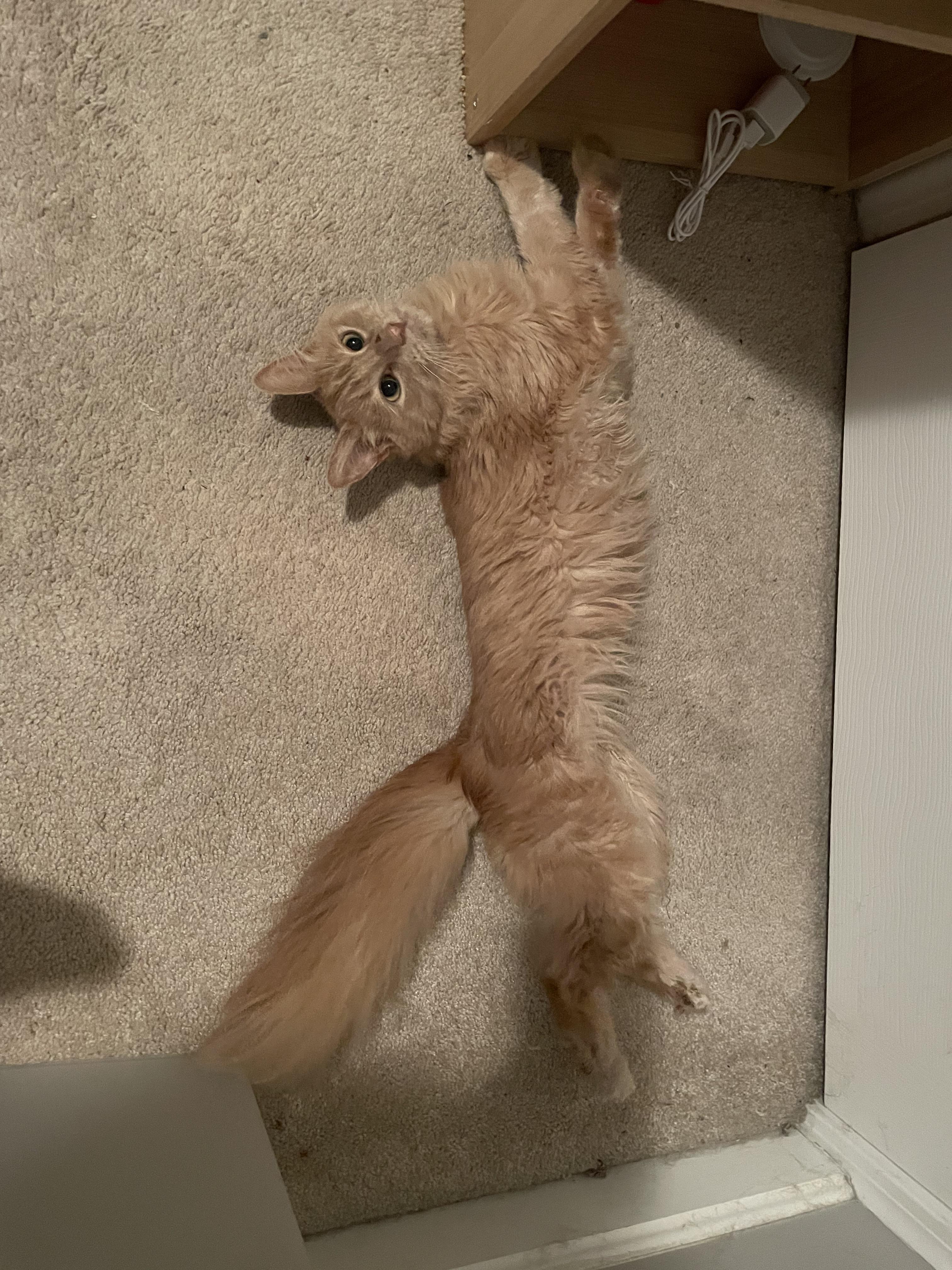 Enlarge Beaker, an adopted Domestic Medium Hair in Douglas, MA image 3/6