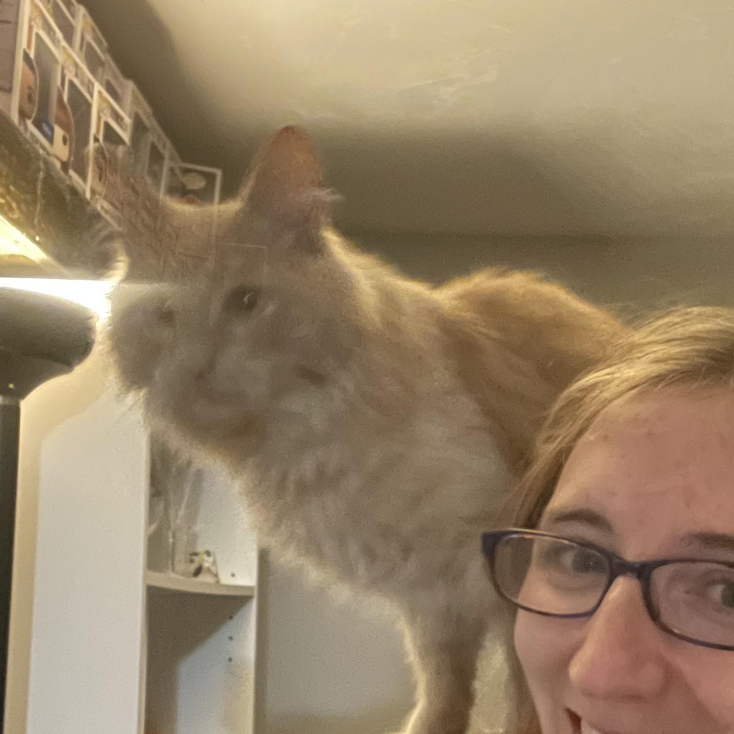 Enlarge Beaker, an adopted Domestic Medium Hair in Douglas, MA image 4/6