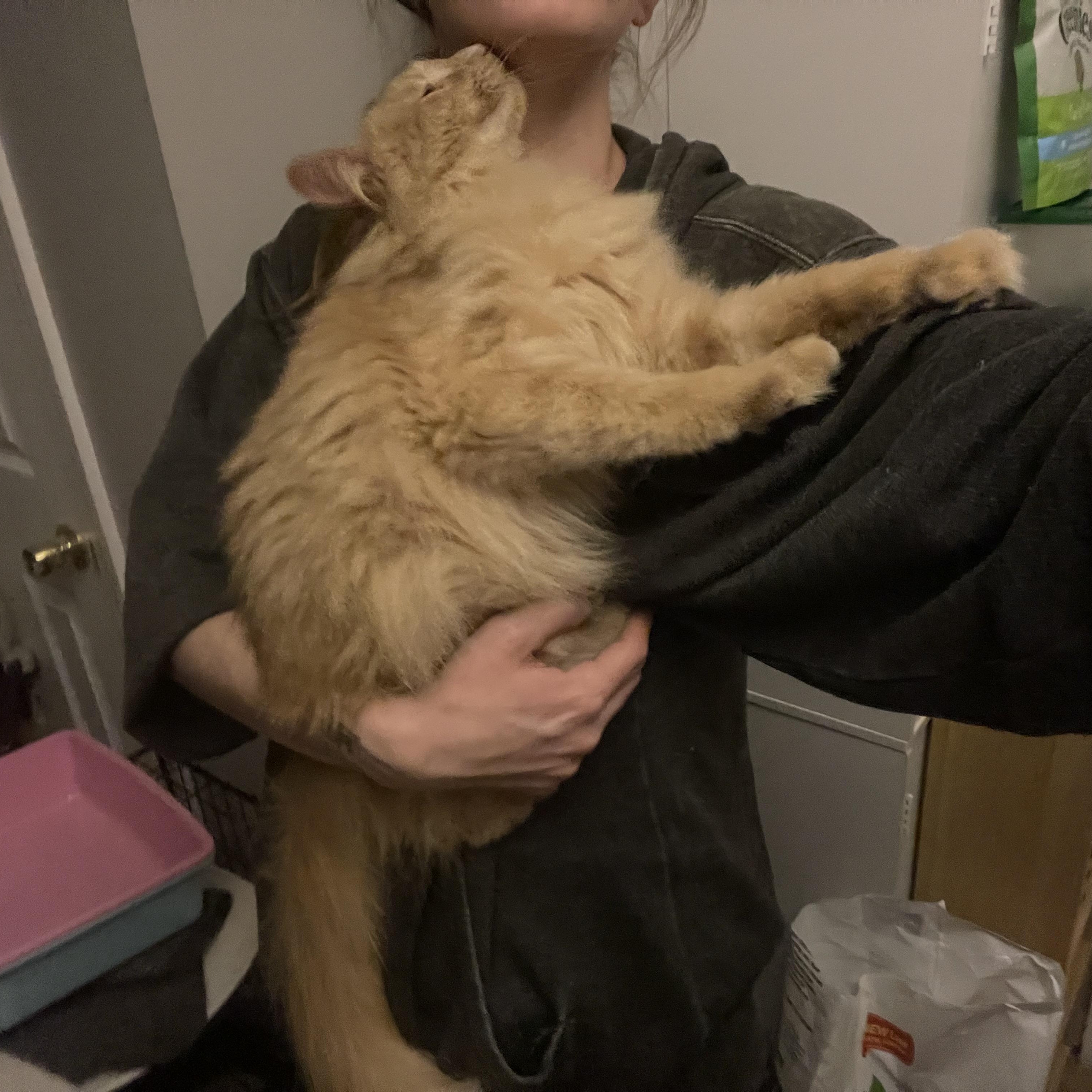 Enlarge Beaker, an adopted Domestic Medium Hair in Douglas, MA image 6/6