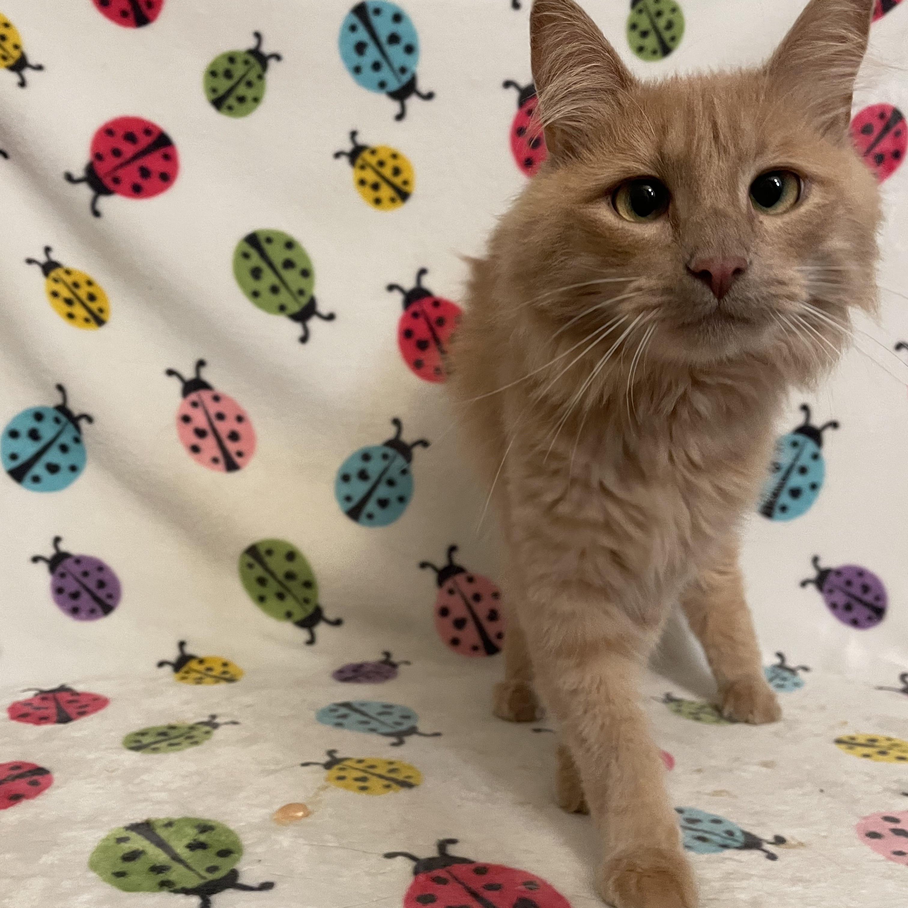 Enlarge Beaker, an adopted Domestic Medium Hair in Douglas, MA image 1/6