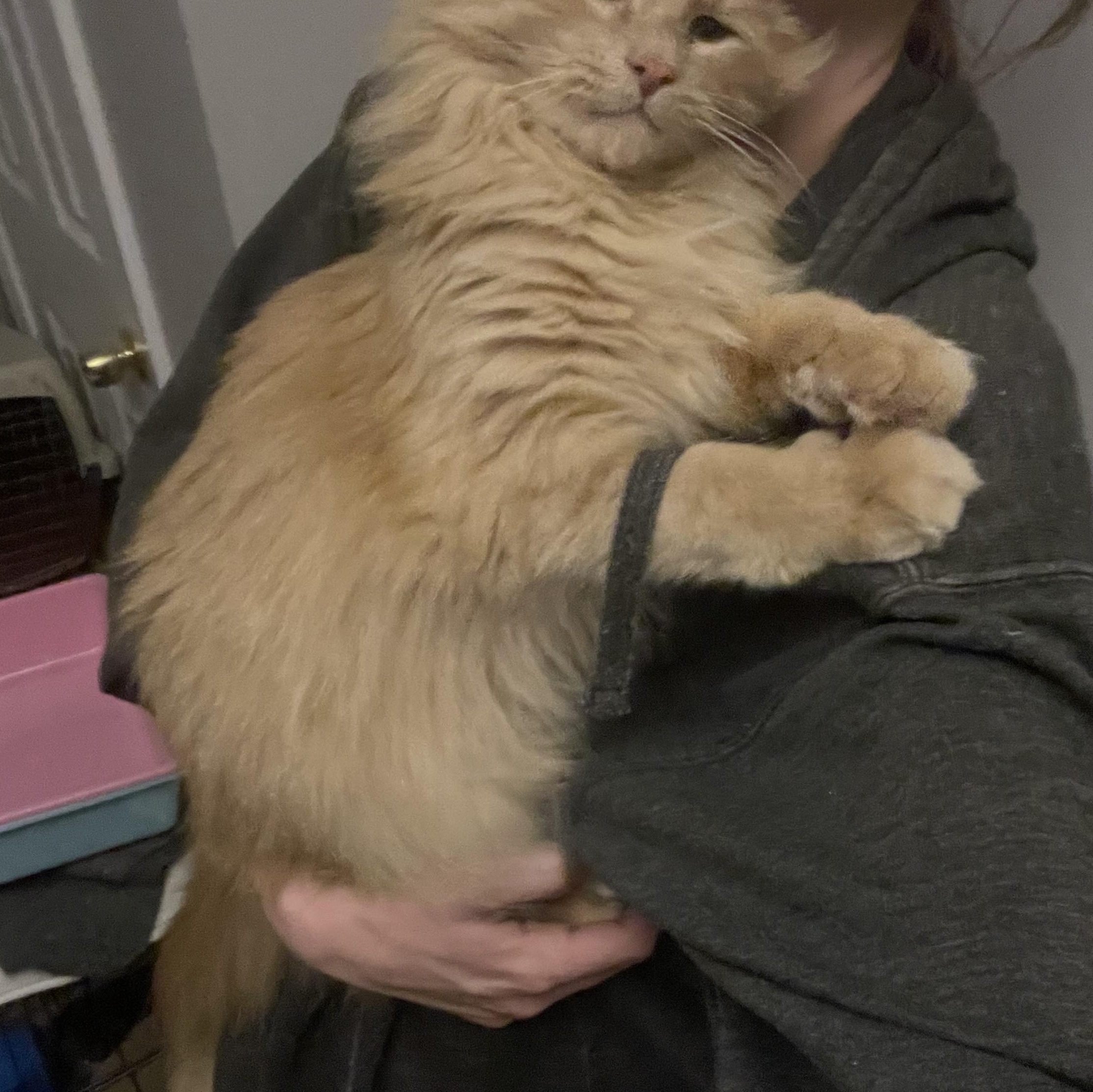 Enlarge Beaker, an adopted Domestic Medium Hair in Douglas, MA image 2/6