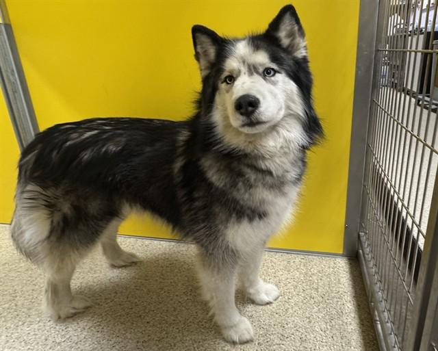 LUCY, Adoptable, Adult Female Siberian Husky.