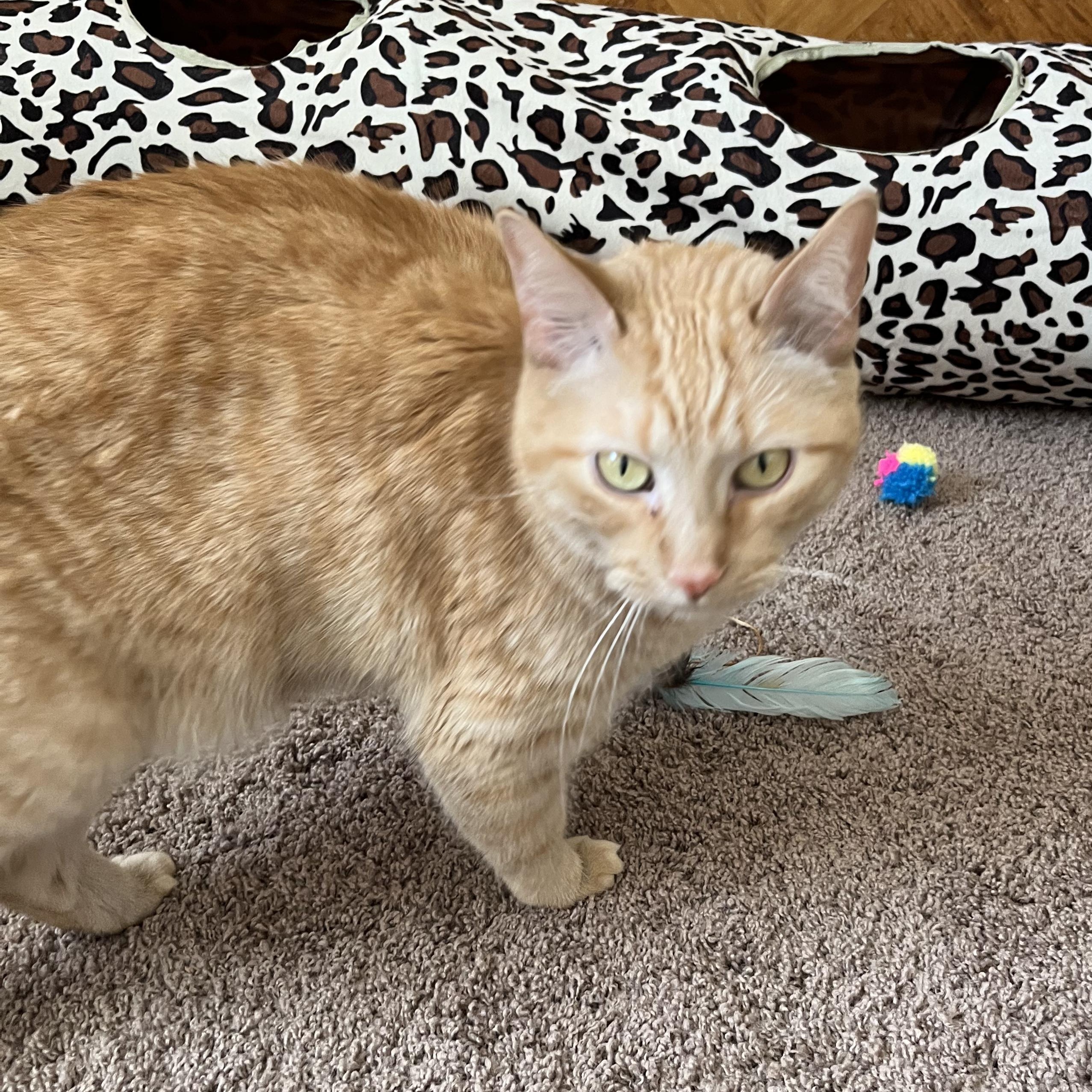 Enlarge Vita, a Adoptable Tabby in Livonia, MI image 3/6