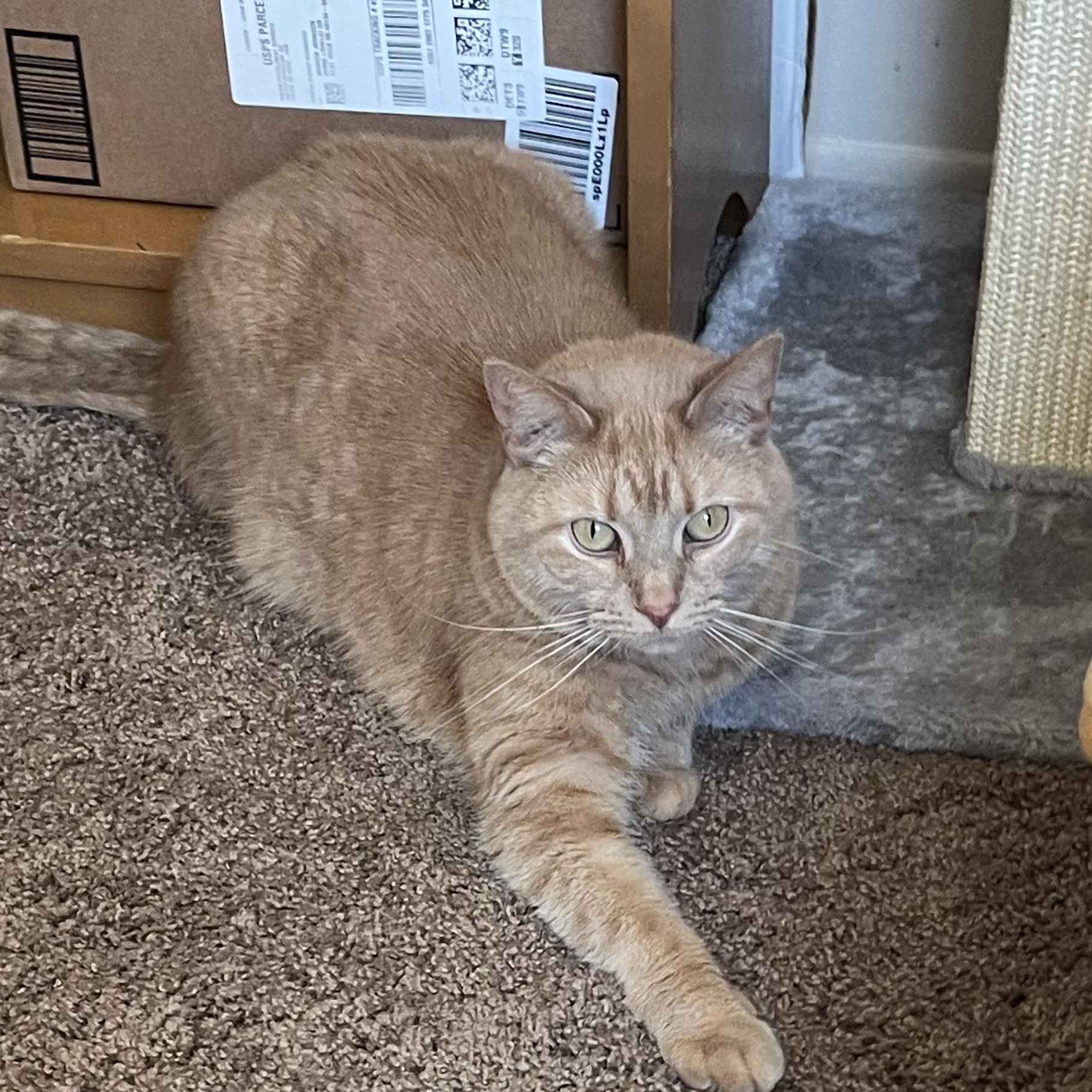 Enlarge Vita, a Adoptable Tabby in Livonia, MI image 5/6