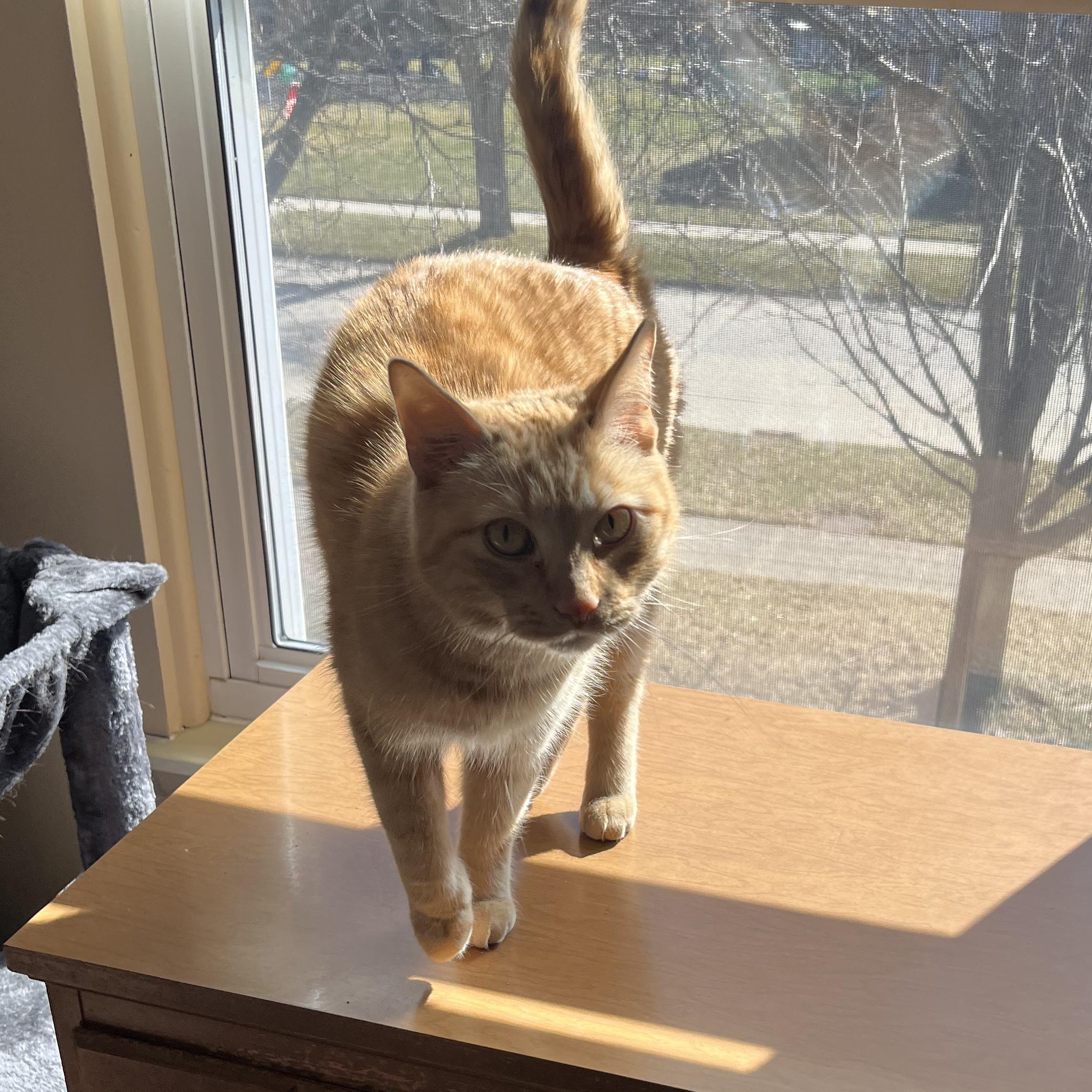 Enlarge Vita, a Adoptable Tabby in Livonia, MI image 4/6