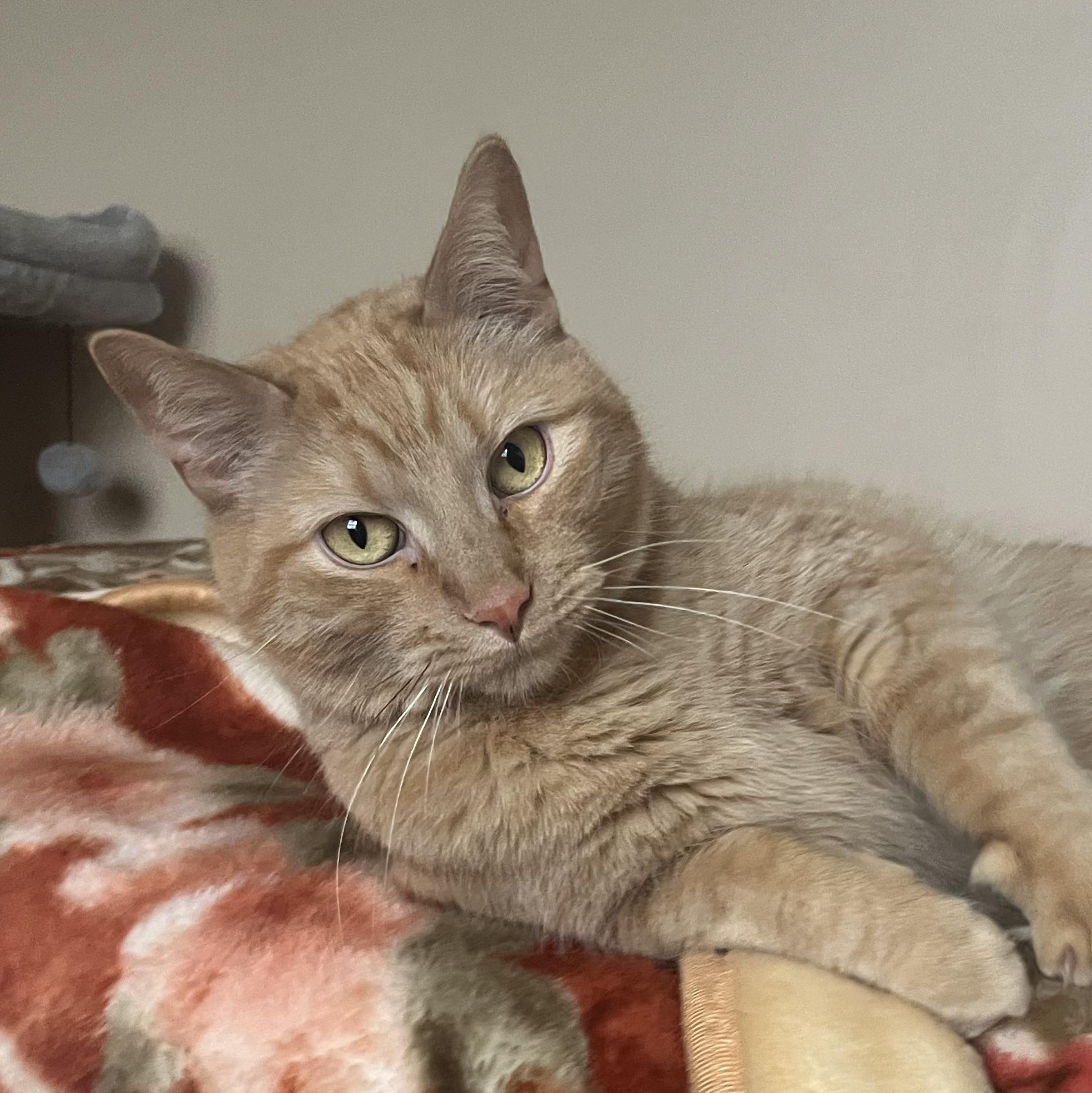 Enlarge Vita, a Adoptable Tabby in Livonia, MI image 2/6