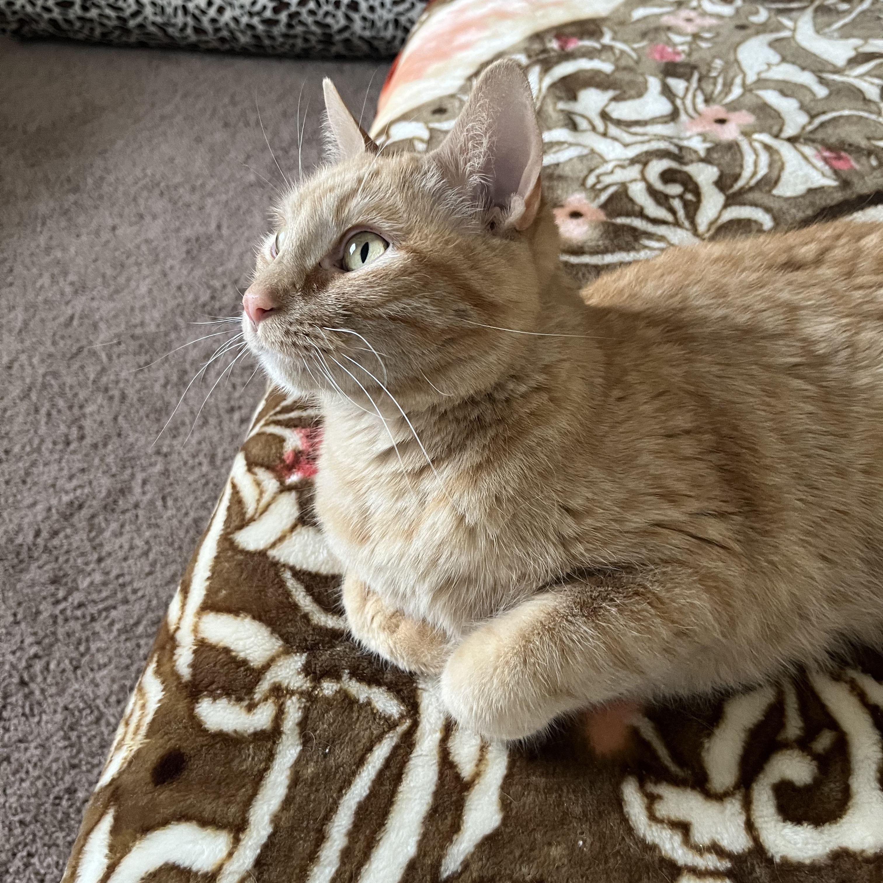 Enlarge Vita, a Adoptable Tabby in Livonia, MI image 1/6