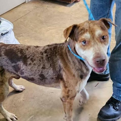 Enlarge Max, a Adoptable Catahoula Leopard Dog in Enterprise, AL image 1/1