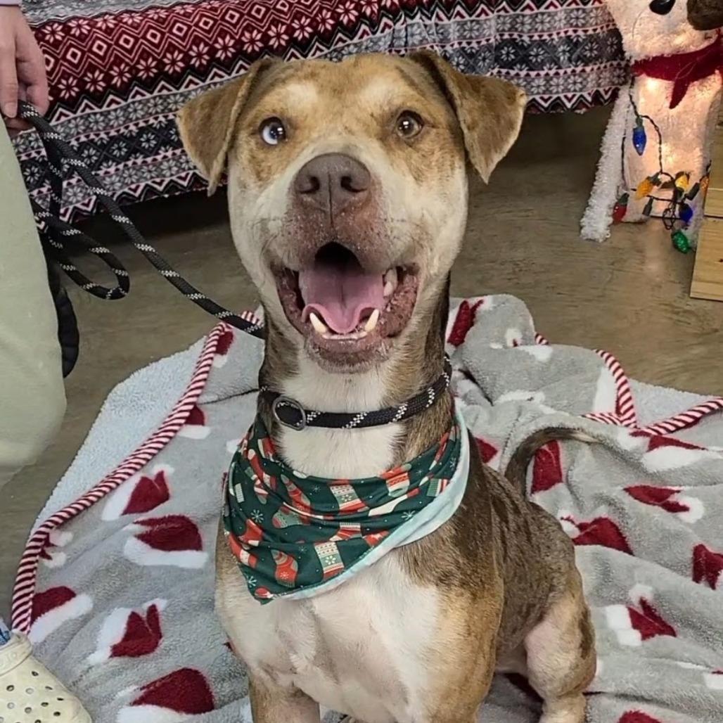 Enlarge Max, a Adoptable Catahoula Leopard Dog in Enterprise, AL image 2/3