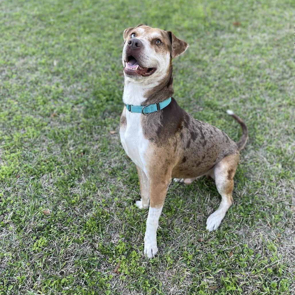 Enlarge Max, a Adoptable Catahoula Leopard Dog in Enterprise, AL image 3/3