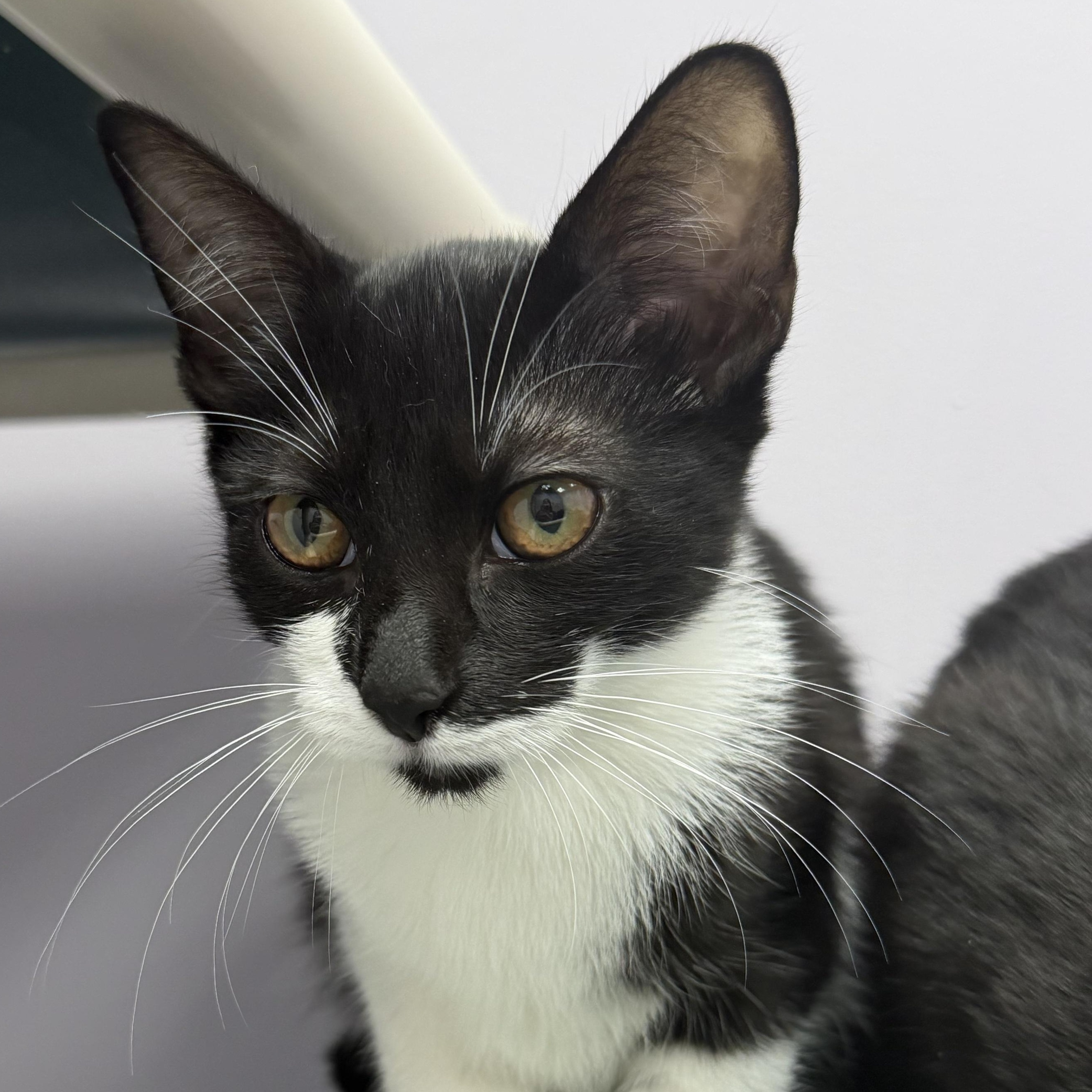 Enlarge Janessa, a ADOPTABLE Domestic Short Hair in Cooperstown, NY image 2/3