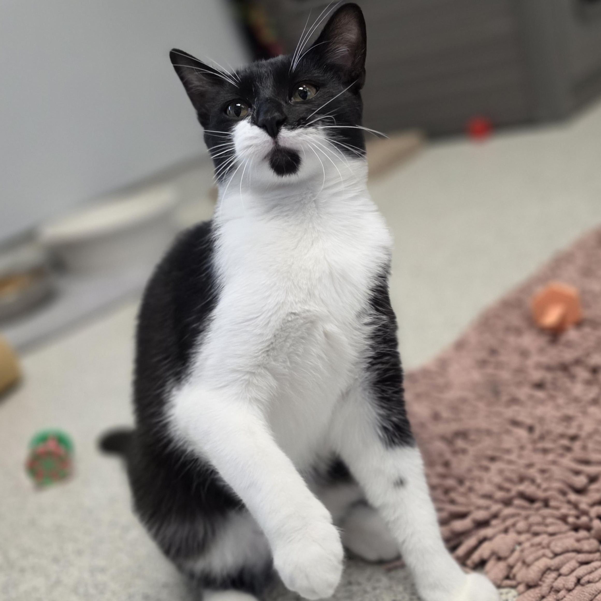 Enlarge Janessa, a Adoptable Domestic Short Hair in Cooperstown, NY image 3/4