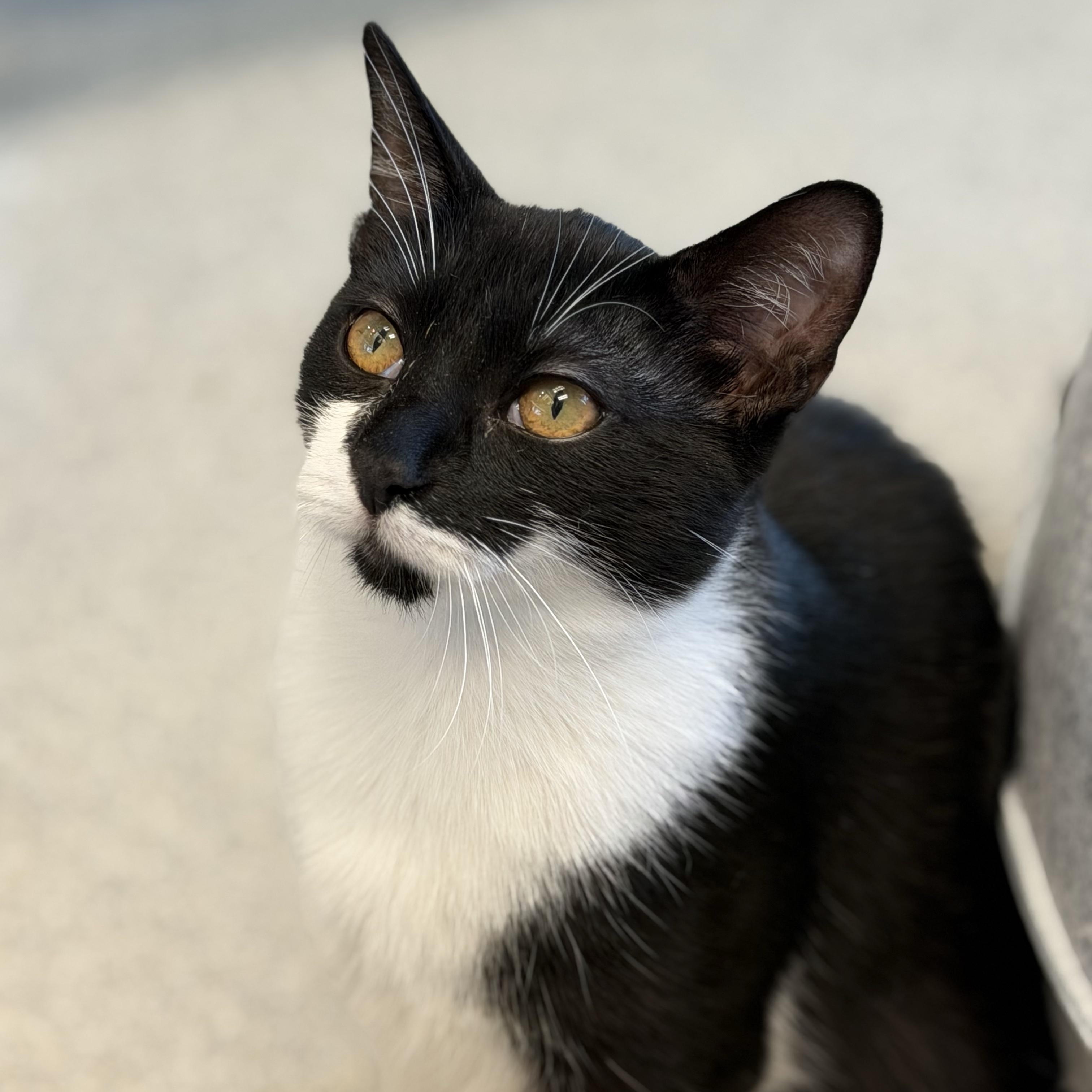 Janessa, ADOPTABLE, Kitten Female Domestic Short Hair.